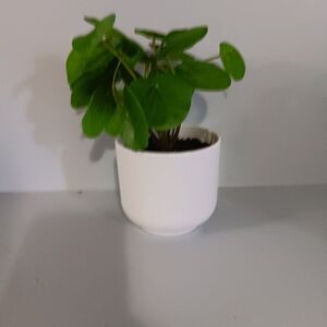 Potted Faux Plant